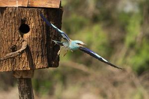 rouleau européen, coracias garrulus photo