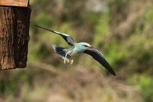 rouleau européen, coracias garrulus photo