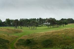 paysage avec vert herbe et des arbres photo