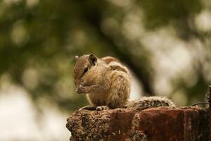 mignonne est gris écureuil dans Inde , fermer photo