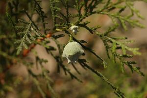 arborvitae plante proche en haut photo