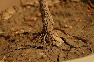 dracaena rouge plante tronc photo