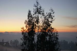 silhouette de un à feuilles persistantes arbre dans le soir le coucher du soleil contre une rouge ciel photo