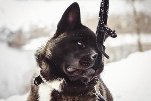 Malamute d'Alaska couleur sombre dans l'environnement naturel photo