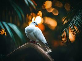 blanc Colombe sur le Contexte de les plantes photo