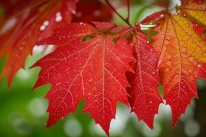 proche en haut macro la photographie de humide feuilles dans le pluvieux saison. pro photo