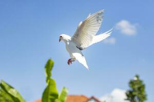 blanc plume retour Pigeon oiseau en volant contre magnifique bleu ciel photo