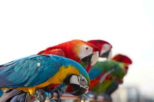 proche en haut de coloré écarlate bleu et or ara perroquet animal de compagnie perche sur perchoir branche avec bleu clair ciel Contexte photo