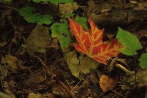 rouge tomber feuille sur forêt sol photo