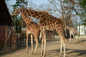 girafe couple dans zoo photo