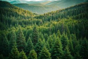 en bonne santé vert des arbres dans une forêt de vieux épicéa, sapin et pin. ai généré photo