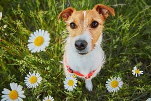 mignonne chien portrait sur été Prairie avec vert herbe photo
