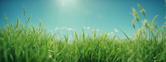vert herbe sur bleu clair ciel, printemps la nature thème. panorama. ai généré photo