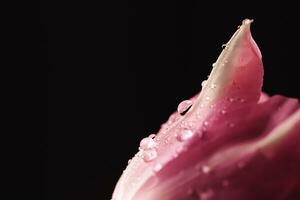 magnifique rose fleur avec rosée gouttes, floral beauté photo