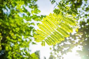 Feuille verte en gros plan avec la lumière du soleil le matin photo