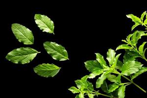 feuilles de basilic frais sur fond noir et espace de copie. photo