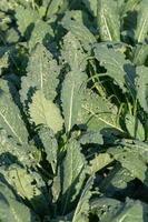 feuilles de chou vert frais dans le jardin photo