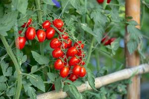 les tomates rouges mûres sont accrochées au tomate dans le jardin photo