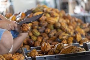 homme tenant un fruit de cacao mûr avec des fèves à l'intérieur et sortir les graines de la gaine. photo