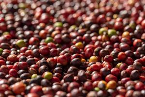 grains de café rouge arabica frais baies et processus de séchage photo