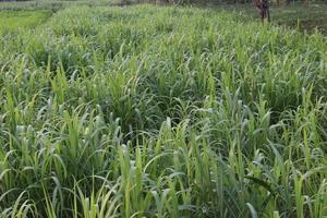 ferme de canne à sucre sur le terrain pour la récolte