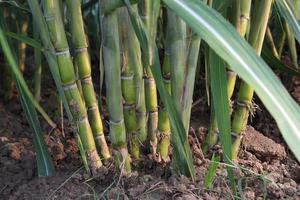 ferme de canne à sucre sur le terrain pour la récolte