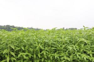 ferme de jute de couleur verte sur terrain photo