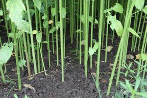 ferme de jute de couleur verte sur terrain photo