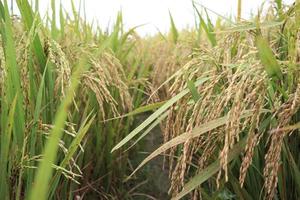 rizière mûre sur terrain
