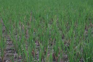 rizière de couleur verte pour la récolte
