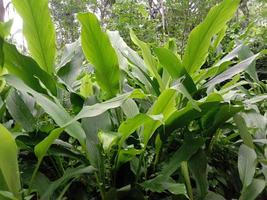 Gros plan de la feuille verte à la ferme photo