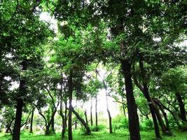 plante d'arbre sur le jardin avec la nature photo