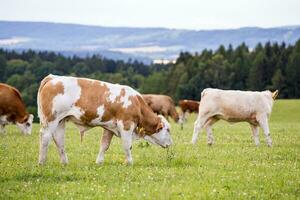 rouge Holstein vaches sont pâturage sur une Prairie photo