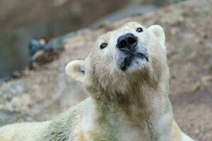 portrait de polaire ours photo