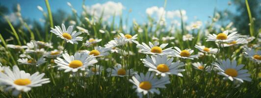 sauvage marguerites dans le herbe avec une bleu ciel. ai généré photo