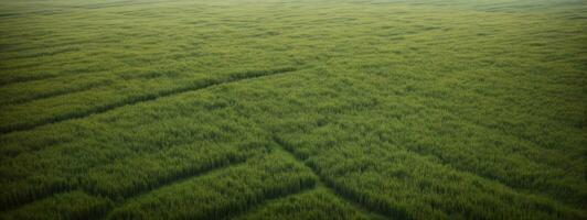 luxuriant vert herbe Prairie Contexte. ai généré photo