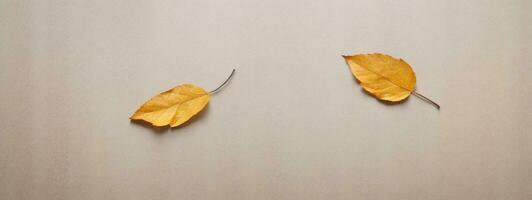 deux Jaune feuilles sur une en bois surface photo