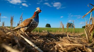 photo de une faisan dans le les terres agricoles. génératif ai