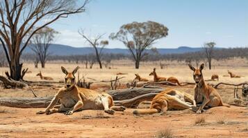 photo de une troupeau de kangourou repos dans un ouvert zone sur le savane. génératif ai