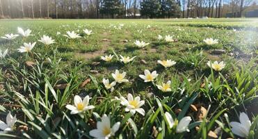 Frais printemps vert herbe. ai généré photo