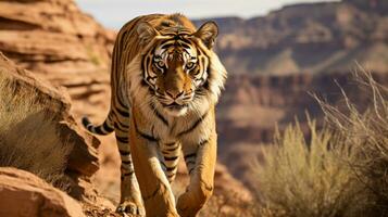 du tigre furtif périple par le robuste canyon photo