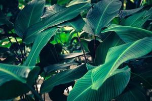 la nature laisse un fond vert dans le jardin au printemps. fond naturel de feuillage tropical sombre. photo