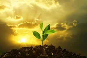 jeune plante poussant au coucher du soleil. sauver l'environnement ou le concept du monde de la planète terre. médias mixtes. photo