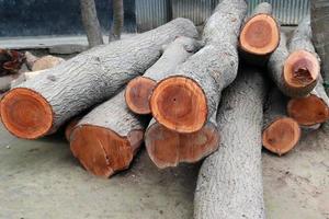 stock d'arbres sur scierie pour meubles photo