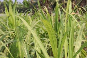 Entreprise de canne à sucre sur le terrain pour la récolte photo