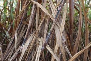 Gros plan de l'entreprise de canne à sucre sur le terrain pour la récolte