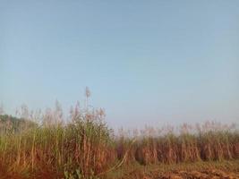 Gros plan de l'entreprise de canne à sucre sur le terrain pour la récolte photo