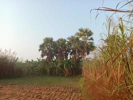 Gros plan de l'entreprise de canne à sucre sur le terrain pour la récolte