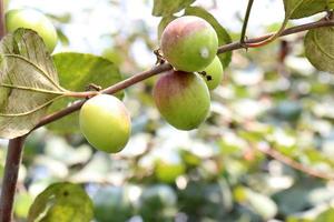 Gros plan de jujube avec arbre sur l'entreprise photo