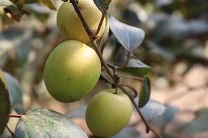 Jujube mûr sur l'arbre dans l'entreprise pour la récolte photo